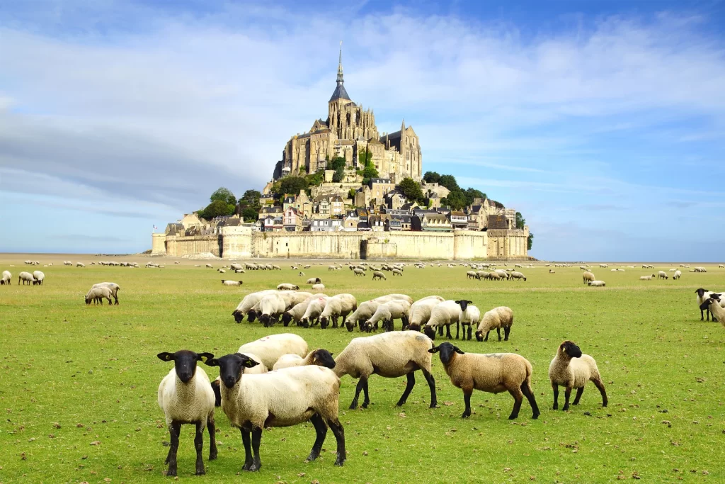 mont-saint-michel-sheep-green-grass